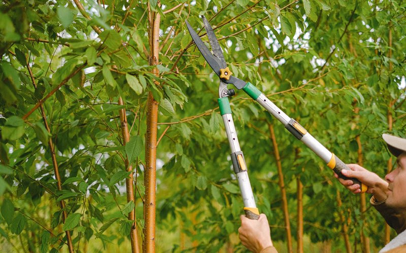 Tree trimming in Glenfield, ND