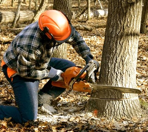 Tree Removal in Glenfield, ND